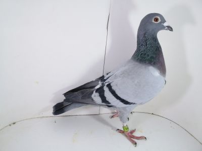 Pl-0287-2023-1793 Dirk Van De Bulck Linia Kittel, Rosita, Sagan, x Hartmut Willi 217x864