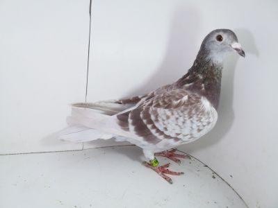 PL-0287-2023-1795 Czarna Dama Matka 1 Finale W.G Szprotawa  Gołębie Super na W. G