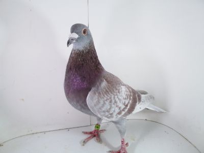 Pl-0287-2023-1797 Vandenabeele x Janssen