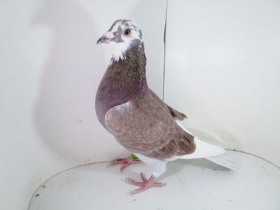 Pl-0287-2023 - 1801 Linia 1 FINALE W. G SZPROTAWA 1 POLSKI W. G ALGAVREGOLDERACE