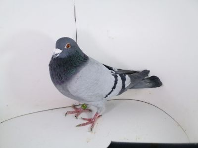 Pl-0287-2023-1813 Vandenabeele Linia Ródy