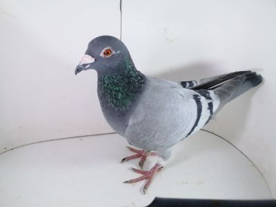 Pl-0287-2023-1814 Vandenabeele Linia Ródy x De Klak 613