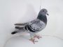 Pl-0287-2023-1818 Fineke 500 xKleine Dirk x Dirk Van Dyck