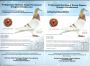 Pl-0287-2023-1818 Fineke 500 xKleine Dirk x Dirk Van Dyck