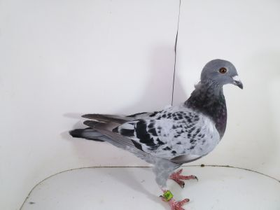 Pl - 0287-2023 - 1821 1As Ok x GERINCKX