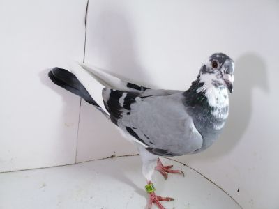 Pl 0287-2023-1841 2 x 1 As Okręgu x Dirk Van De Bulck Linia Kittel