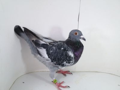 PL-0287-2023-1872 Best Kittel x Gernickx