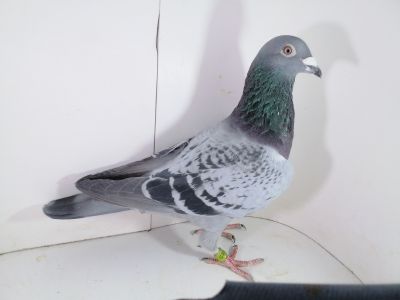 Pl-0287-2023-1874 De Klak 613