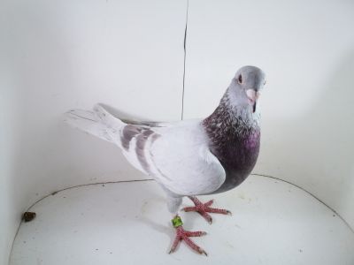 Pl-0287-2023-1876 Dirk Van De Bulck x Rik Custers