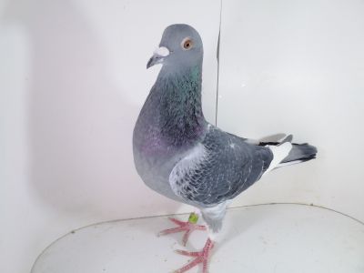 Pl-0287-2023-1877 brat 2 Finale W. G CARPATIA