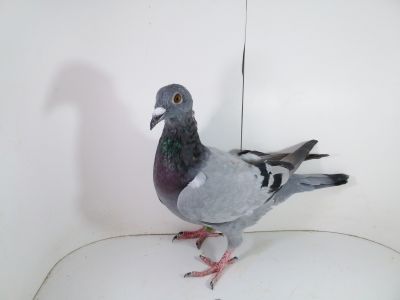 Pl-0287-2023-1880 Linia Porsche 911