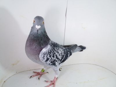 Pl-0287-2023-1897 Oryginał Vandenabeele x 1 As OK x Matka 1 Finale W.G Szprotawa