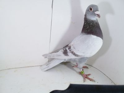 Pl-0287-2023 - 1939 Dirk Van De Bulck Linia Kittel x Rosita x Gripel Gede Rode