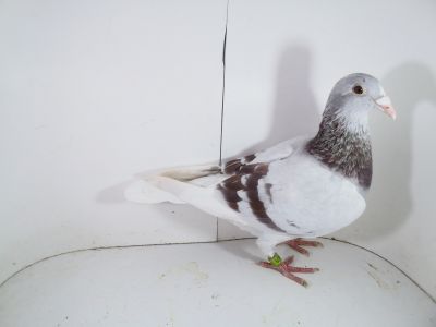 Pl-0287-2023 -1942 Janssen Late Vos