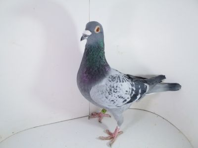 Pl-0287-2023-1946 De Klak 613 x Drapa