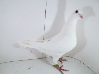 Pl-0287-2023-1947 Drapa x Porsche 911 (biały)