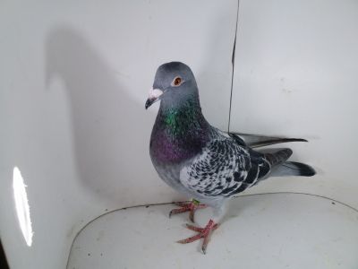 Pl-0287-2023-1958 Geerinckx inia Gladiator, Witkop Sylvester