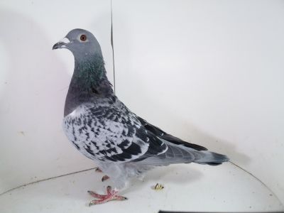 Pl-0287-2023 - 1960 Flugoni x Schellens x Wagner x Julia