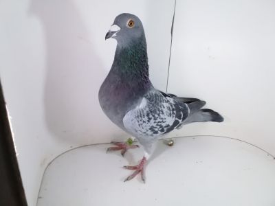 Pl-0287-2023 - 1962 Vandenabeele x Wagner 1253