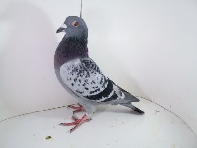 PL-0287-2023-1966 Fineke x De Klak super gołębie na W. G