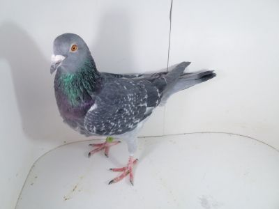 Pl-0287-2023-1977 Vandenabeele x 1 AS OK X Julia Matka zwycięscy W. G SZPROTAWA