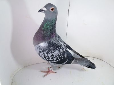 Pl-0287-2023-1981 Jan Hooymans Linia Harry x 1 AS OK SCHELLENS