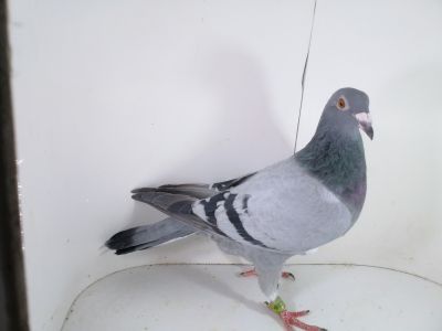 Pl-0287-2023 1985 PORSCHE 911