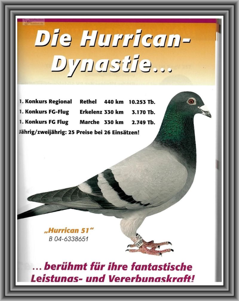 Pl-0287-2023-1988 Hurican 51 x Koopman Kleine Dirk