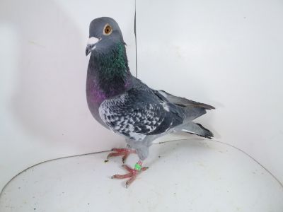 Pl-0287-2023 - 7897 ojciec oryginał Vercammen Barco x Kitty