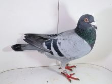 Pl-0287-2025-7760 oryginał Vercammen x Linia Asów