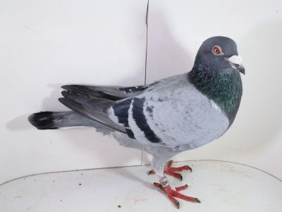 Pl-0287-2025-7760 oryginał Vercammen x Linia Asów