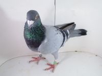 Pl-0287-2025-7760 Vercammen x Linia Asów 1-0