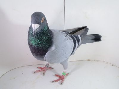 Pl-0287-2025-7760 Vercammen x Linia Asów 1-0