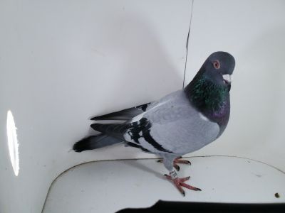 Pl-0287-2025-7791 Porsche 911 x Wagner 1253