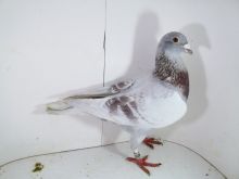 Pl-0287-2025-7797 Mega para rozplodowa