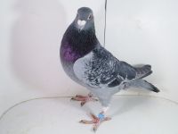 Pl-0287-2025-7798 ARIE DIJSKRA X RIK CUSTERS LINIA Gladiator