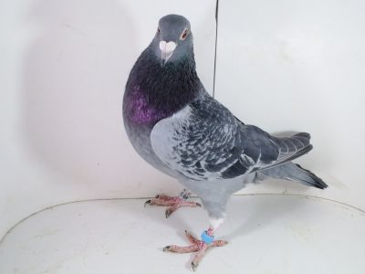 Pl-0287-2025-7798 ARIE DIJSKRA X RIK CUSTERS LINIA Gladiator