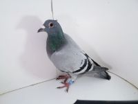 PL-0287-2025-7807 Dirk Van De Bulck Linia Kittel x Rosita x Gripel Gede