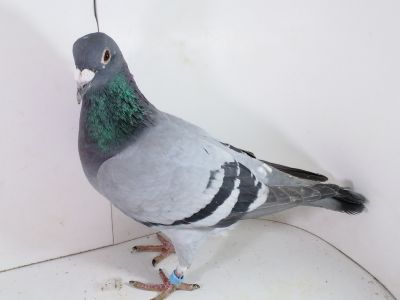 Pl-0287-2025-7807 Dirk Van De Bulck Linia Kittel x Rosita x Gripel Gede Rode