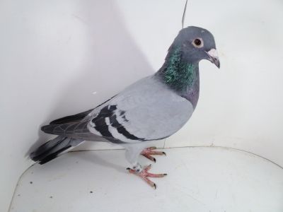 Pl-0287-2025-7807 Dirk Van De Bulck Linia Kittel x Rosita x Gripel Gede Rode 0-1