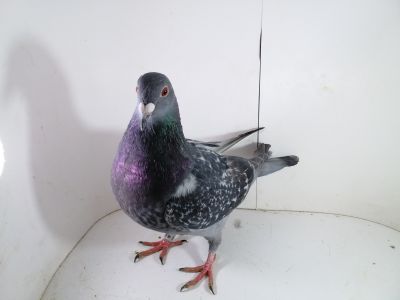 Pl-0287-2025-7811 linia JULIA ASÓW  i zwycięscy W. G