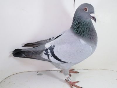 Pl-0287-2025-7823 Dirk Van De Bulck x Porsche 911