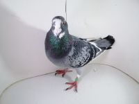 PL-0287-2025-7854 linia ASÓW