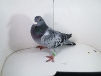 Pl-0287-2025-7855 LINIA JULIA X PORSCHE 911