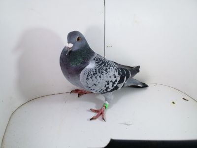 Pl-0287-2025-7855 LINIA JULIA X PORSCHE 911