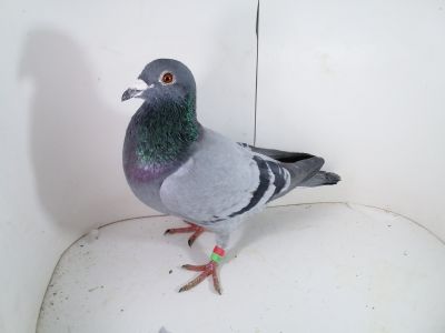 Pl-0287-2025-7857 Porsche 911 x Big Bos Roeper