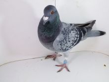 Pl-0287-2025-7865 2x1 AS OK X ORGINAŁ VANDENABEELE