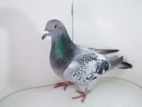 Pl-0287-2025-7874 Best Kittel x Porsche 911