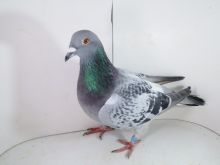 Pl-0287-2025-7874 Best Kittel x Porsche 911