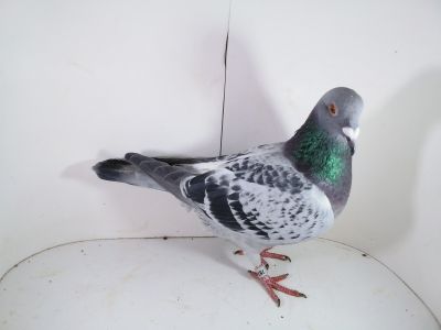 Pl-0287-2025-7874 Best Kittel x Porsche 911  0-1